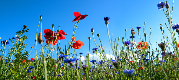 OPTI-SEED FLOWERS